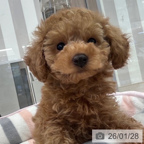 トイ・プードルの写真