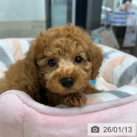 神奈川県のトイプードル(トイ) (ペットプラス 武蔵小杉店/2025年11月11日生まれ/男の子/レッドフォーン)の子犬の4枚目の画像