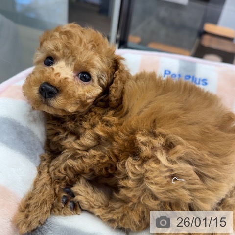 神奈川県のトイプードル(トイ) (ペットプラス 武蔵小杉店/2025年11月11日生まれ/男の子/レッドフォーン)の子犬の3枚目の画像