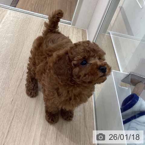 宮城県のトイプードル(トイ) (ペットプラス 仙台上杉店/2025年11月11日生まれ/女の子/レッドフォーン)の子犬の4枚目の画像