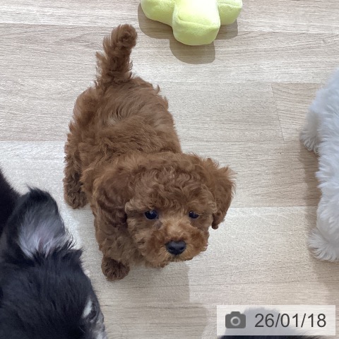 宮城県のトイプードル(トイ) (ペットプラス 仙台上杉店/2025年11月11日生まれ/女の子/レッドフォーン)の子犬の3枚目の画像