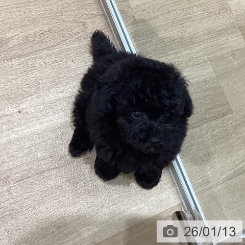 埼玉県のトイプードル(トイ) (ペットプラス ららぽーと富士見店/2025年11月13日生まれ/男の子/シルバー)の子犬の4枚目の画像