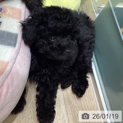 埼玉県のトイプードル(トイ) (ペットプラス ららぽーと富士見店/2025年11月13日生まれ/男の子/シルバー)の子犬の3枚目の画像