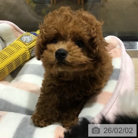 埼玉県のトイプードル(トイ) (ペットプラス コクーンシティ店/2025年11月11日生まれ/男の子/レッド)の子犬の4枚目の画像