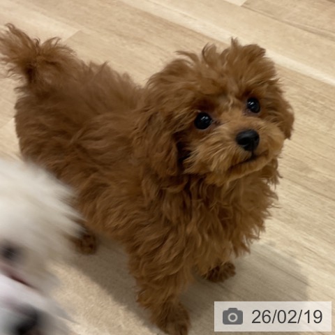 群馬県のトイプードル(トイ) (ペットプラス イオンモール太田店/2025年11月11日生まれ/男の子/レッド)の子犬の3枚目の画像