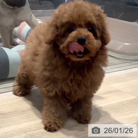 東京都のトイプードル(トイ) (ペットプラス アクアシティお台場店/2025年11月11日生まれ/女の子/レッド)の子犬の4枚目の画像