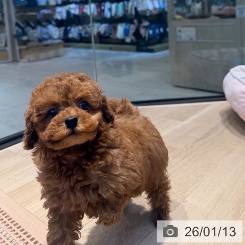 東京都のトイプードル(トイ) (ペットプラス アクアシティお台場店/2025年11月11日生まれ/女の子/レッド)の子犬の3枚目の画像