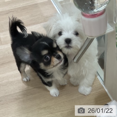 神奈川県のマルチーズ (ペットプラス 天王町店/2025年11月11日生まれ/男の子/ホワイト)の子犬の3枚目の画像