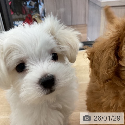 マルチーズの写真