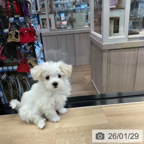 マルチーズの写真