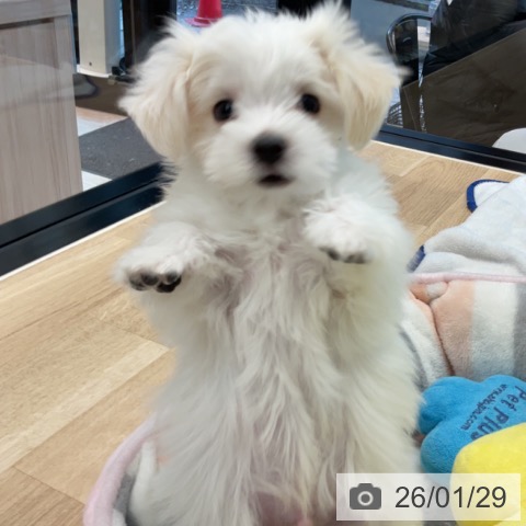 マルチーズの写真