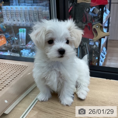 マルチーズの写真