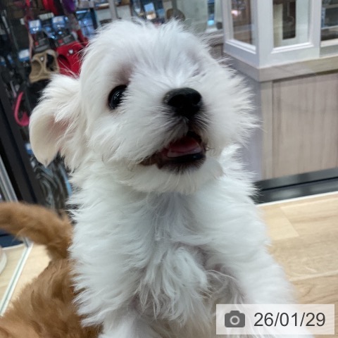 マルチーズの写真