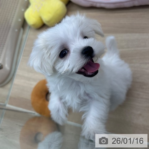 神奈川県のマルチーズ (ペットプラス 武蔵小杉店/2025年11月11日生まれ/男の子/ホワイト)の子犬の4枚目の画像