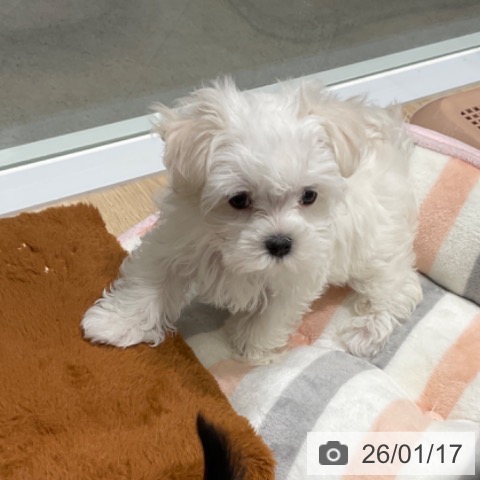 東京都のマルチーズ (ペットプラス 立川高島屋S.C.店/2025年11月11日生まれ/女の子/ホワイト)の子犬の3枚目の画像