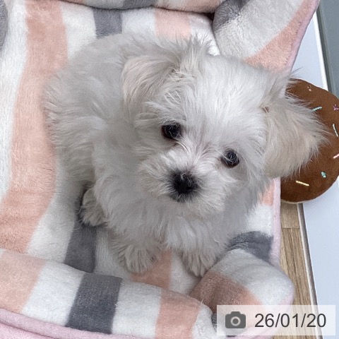 マルチーズの写真