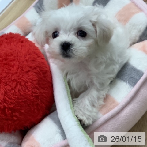 千葉県のマルチーズ (ペットプラス 船橋店/2025年11月11日生まれ/女の子/ホワイト)の子犬の4枚目の画像
