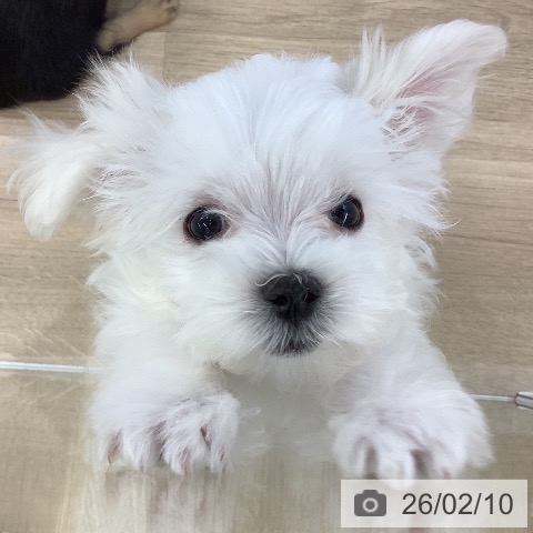 マルチーズの写真