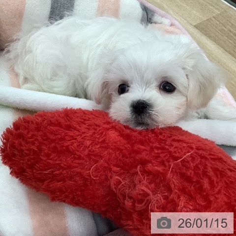 千葉県のマルチーズ (ペットプラス 船橋店/2025年11月11日生まれ/女の子/ホワイト)の子犬の3枚目の画像