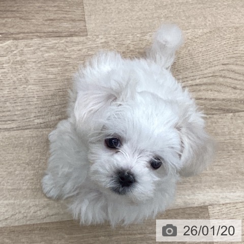 千葉県のマルチーズ (ペットプラス 船橋店/2025年11月11日生まれ/女の子/ホワイト)の子犬の4枚目の画像