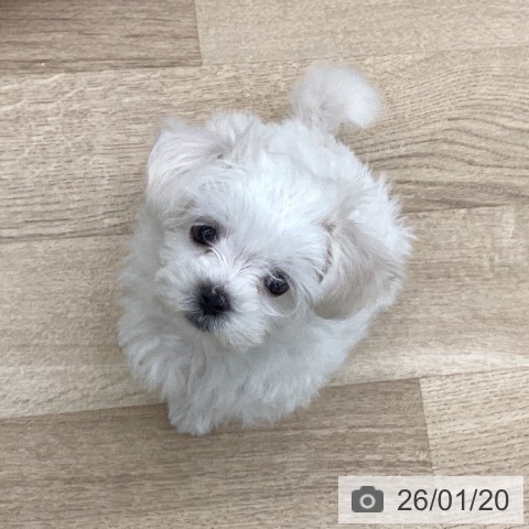 千葉県のマルチーズ (ペットプラス 船橋店/2025年11月11日生まれ/女の子/ホワイト)の子犬の3枚目の画像
