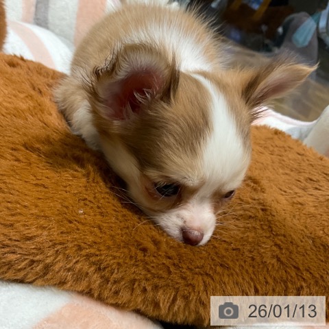 東京都のチワワ(ロング) (ペットプラス 立川高島屋S.C.店/2025年11月13日生まれ/男の子/チョコレートフォーンホワイト)の子犬の4枚目の画像