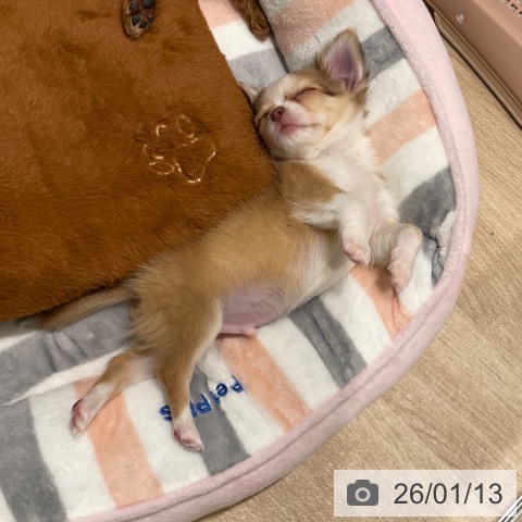 東京都のチワワ(ロング) (ペットプラス 立川高島屋S.C.店/2025年11月13日生まれ/男の子/チョコレートフォーンホワイト)の子犬の3枚目の画像