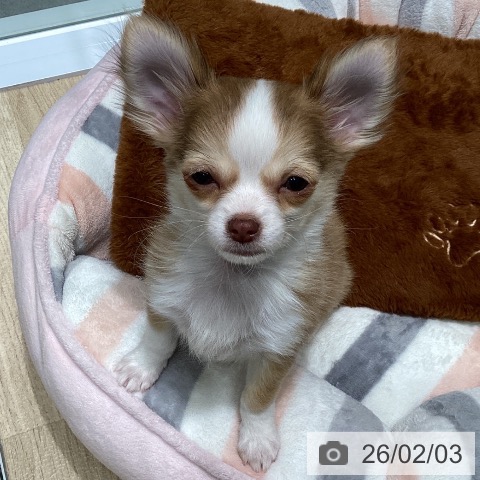 東京都のチワワ(ロング) (ペットプラス 立川高島屋S.C.店/2025年11月13日生まれ/男の子/チョコレートフォーンホワイト)の子犬の3枚目の画像