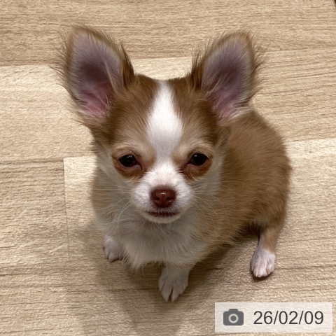 東京都のチワワ(ロング) (ペットプラス 立川高島屋S.C.店/2025年11月13日生まれ/男の子/チョコレートフォーンホワイト)の子犬の3枚目の画像