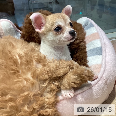 東京都のチワワ(ロング) (ペットプラス 東久留米店/2025年11月13日生まれ/男の子/レッドホワイト)の子犬の3枚目の画像