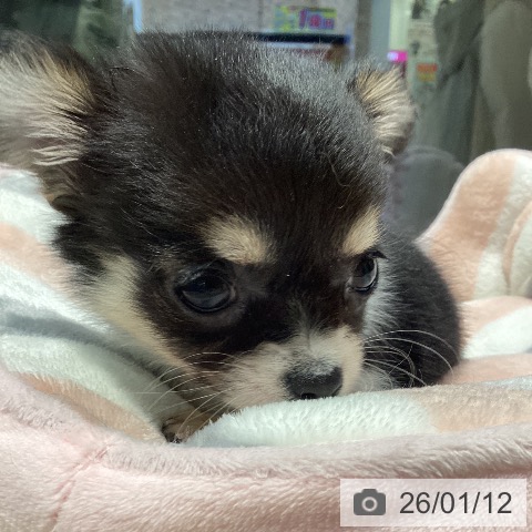 東京都のチワワ(ロング) (ペットプラス 東久留米店/2025年11月13日生まれ/男の子/ブラックタンホワイト)の子犬の4枚目の画像