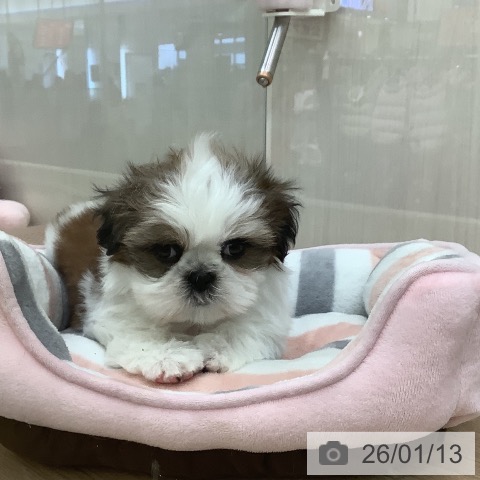 東京都のシーズー (ペットプラス 東久留米店/2025年11月13日生まれ/男の子/ホワイトゴールド)の子犬の3枚目の画像