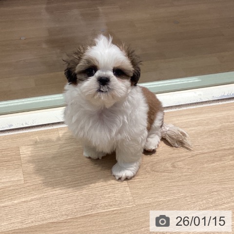 東京都のシーズー (ペットプラス 東久留米店/2025年11月13日生まれ/男の子/ホワイトゴールド)の子犬の3枚目の画像