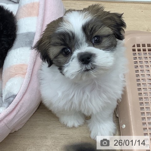 東京都のシーズー (ペットプラス 日の出店/2025年11月13日生まれ/男の子/ホワイトゴールド)の子犬の4枚目の画像