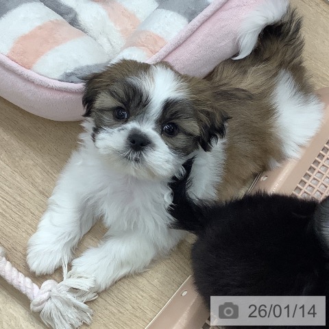 東京都のシーズー (ペットプラス 日の出店/2025年11月13日生まれ/男の子/ホワイトゴールド)の子犬の3枚目の画像