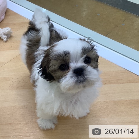 埼玉県のシーズー (ペットプラス 羽生店/2025年11月13日生まれ/女の子/ホワイトゴールド)の子犬の4枚目の画像