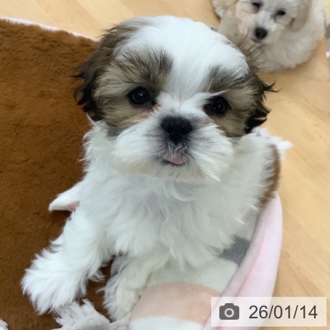 埼玉県のシーズー (ペットプラス 羽生店/2025年11月13日生まれ/女の子/ホワイトゴールド)の子犬の3枚目の画像