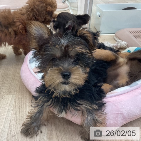 千葉県のヨークシャーテリア (ペットプラス コトエ流山おおたかの森店/2025年11月11日生まれ/男の子/スチールブルータン)の子犬の4枚目の画像