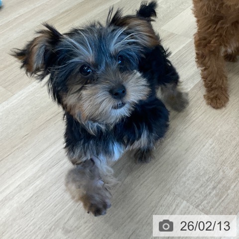 千葉県のヨークシャーテリア (ペットプラス コトエ流山おおたかの森店/2025年11月11日生まれ/男の子/スチールブルータン)の子犬の4枚目の画像