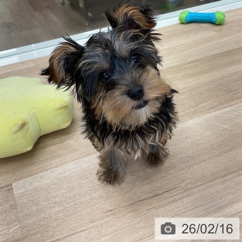 千葉県のヨークシャーテリア (ペットプラス コトエ流山おおたかの森店/2025年11月11日生まれ/男の子/スチールブルータン)の子犬の4枚目の画像