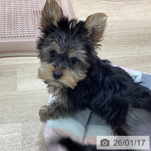 宮城県のヨークシャーテリア (ペットプラス 名取店/2025年11月11日生まれ/男の子/スチールブルータン)の子犬の4枚目の画像