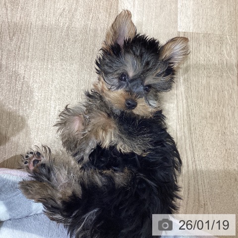 宮城県のヨークシャーテリア (ペットプラス 名取店/2025年11月11日生まれ/男の子/スチールブルータン)の子犬の3枚目の画像