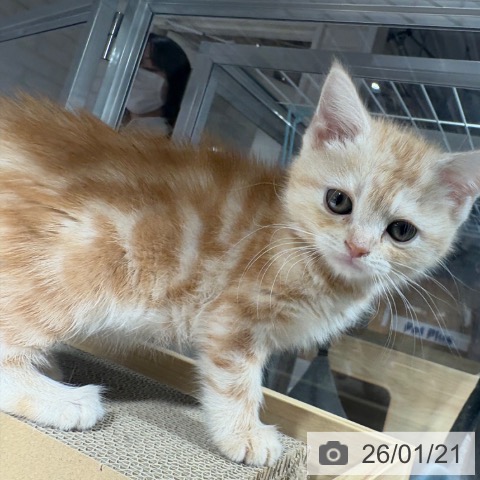 兵庫県のアメリカンショートヘアー (ペットプラス 神戸三宮店/2025年11月11日生まれ/女の子/レッドタビー)の子猫の4枚目の画像