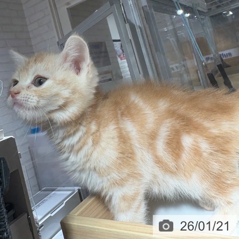 兵庫県のアメリカンショートヘアー (ペットプラス 神戸三宮店/2025年11月11日生まれ/女の子/レッドタビー)の子猫の3枚目の画像