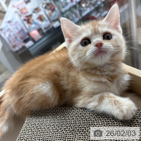 兵庫県のアメリカンショートヘアー (ペットプラス 神戸三宮店/2025年11月11日生まれ/女の子/レッドタビー)の子猫の3枚目の画像