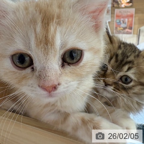 兵庫県のアメリカンショートヘアー (ペットプラス 神戸三宮店/2025年11月11日生まれ/女の子/レッドタビー)の子猫の4枚目の画像