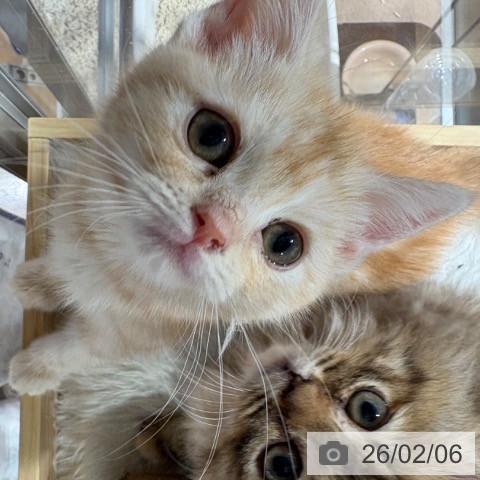 兵庫県のアメリカンショートヘアー (ペットプラス 神戸三宮店/2025年11月11日生まれ/女の子/レッドタビー)の子猫の3枚目の画像