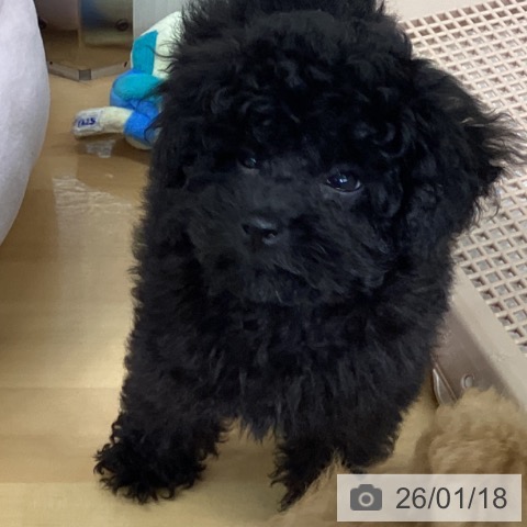 千葉県のトイプードル(トイ) (ペットプラス 八千代緑が丘店/2025年11月9日生まれ/男の子/ブラック)の子犬の4枚目の画像