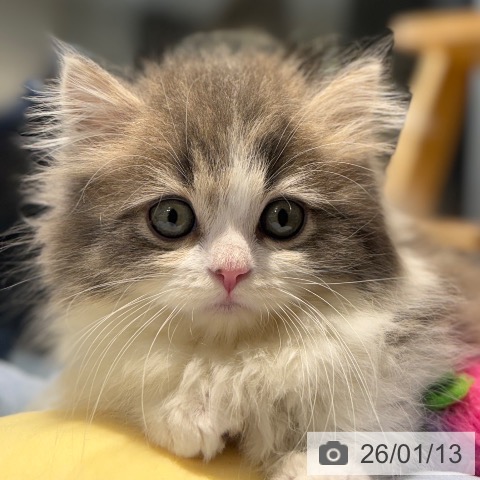 マンチカンの写真