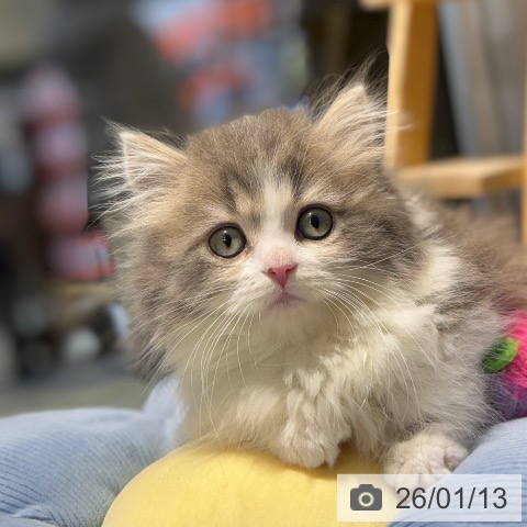 マンチカンの写真